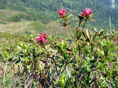 Alpenrose - kleine Blumen in den Alpen (Griessenkareck, 1991 m - Juni 2012)