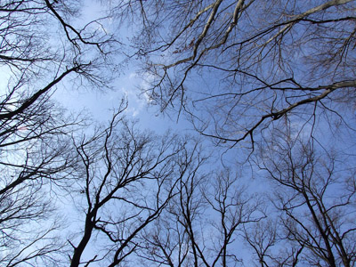Baum 004 - Zweige, Äste, blauer Himmel
