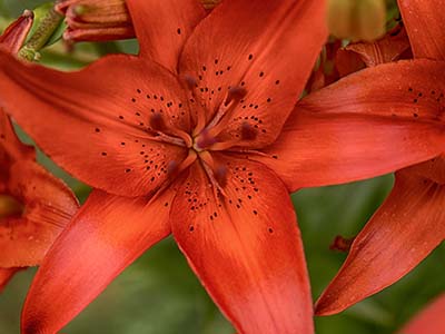 Feuerlilie - Blume