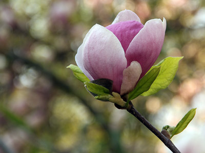 Magnolien - Frühling