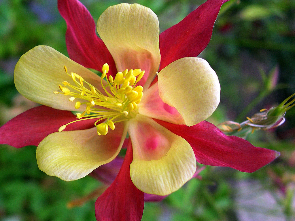 Blume rot-gelb