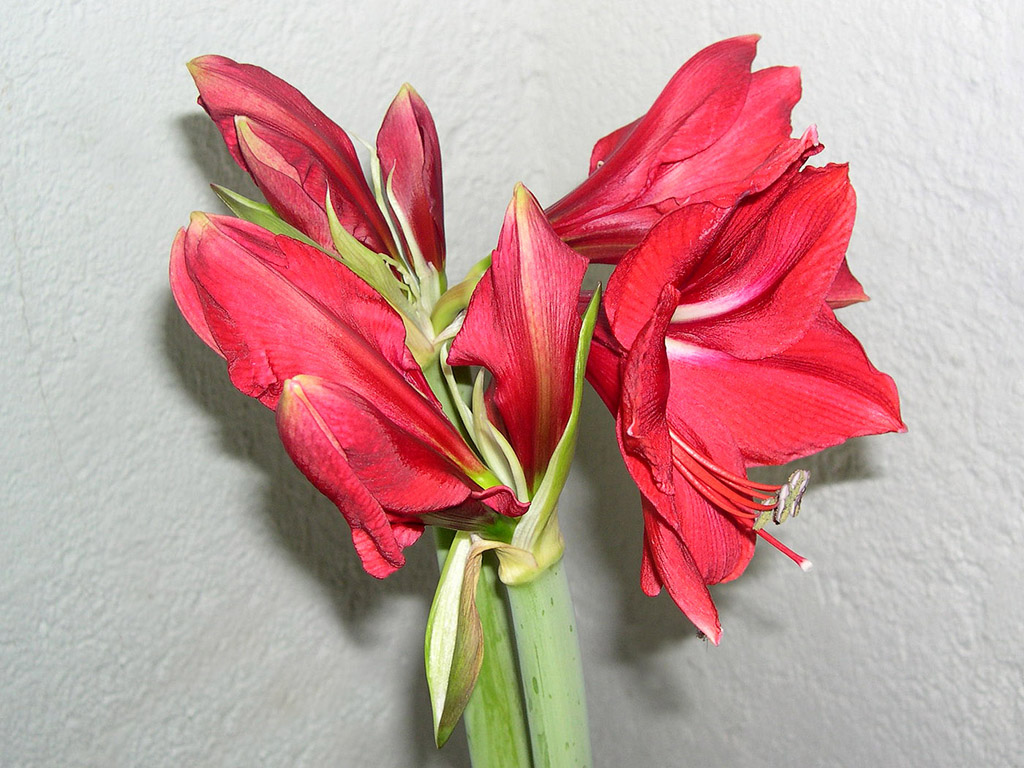 Amaryllis - Blume