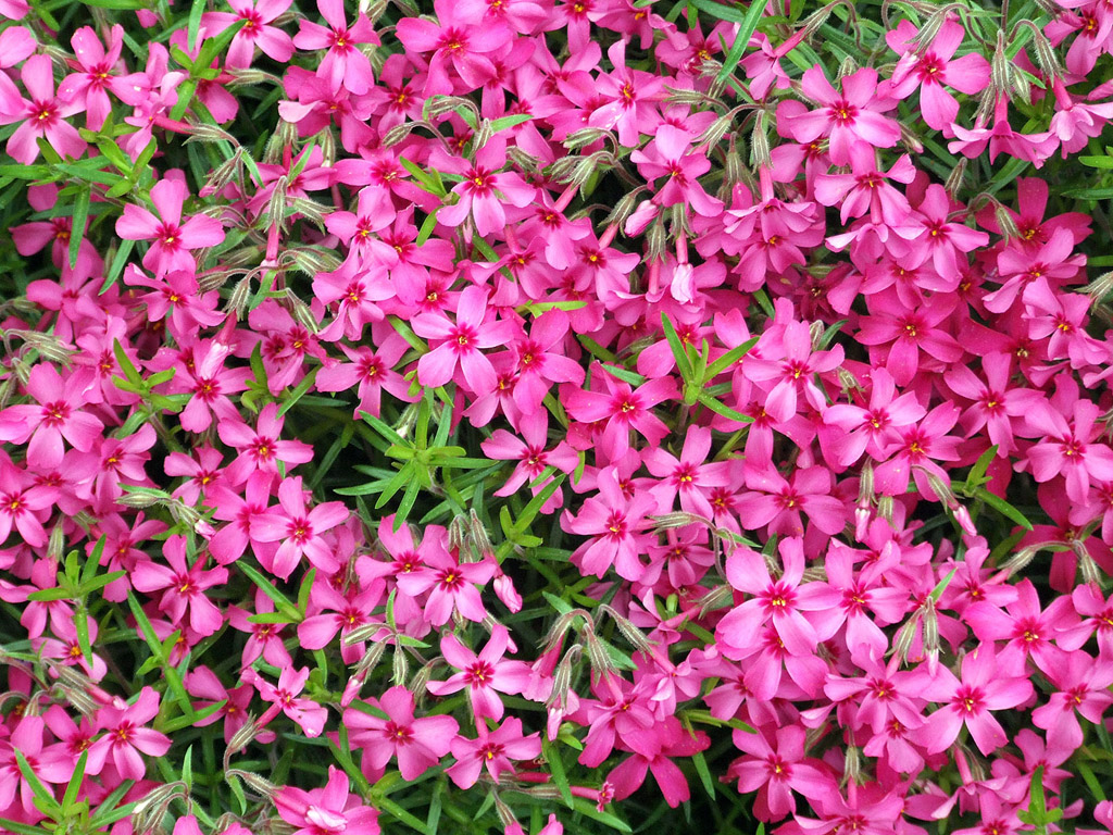 Kleine pink Blümchen aus Bayern (Frühling)