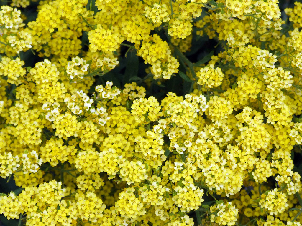 Kleine gelbe Blümchen aus Bayern (Frühling)