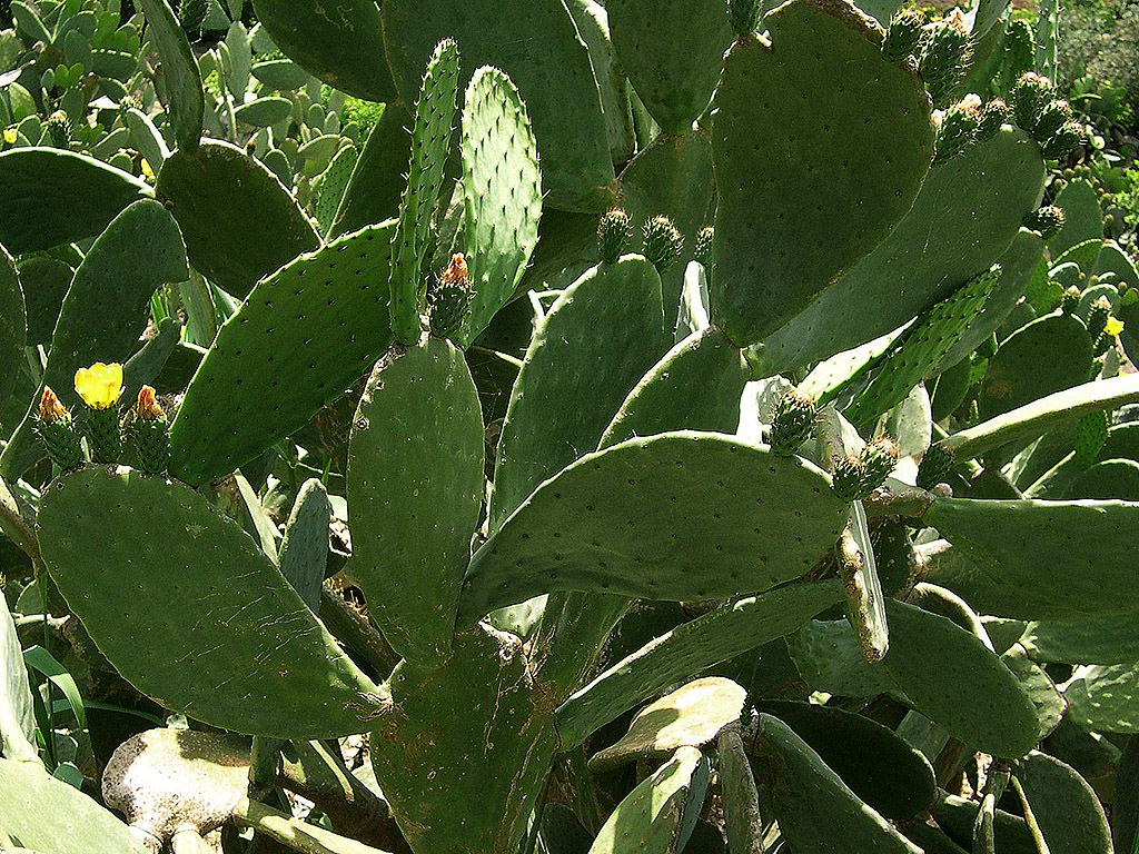 Kaktus #001