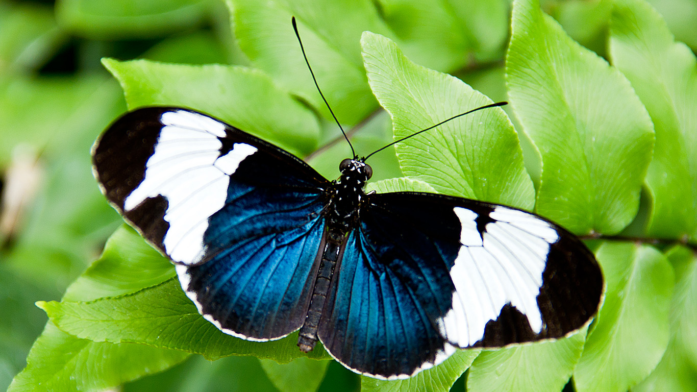 Schmetterling 108 - Kostenloses Hintergrundbild