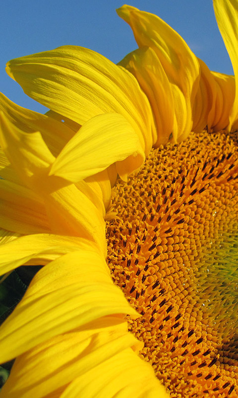 Sonnenblume Handy Hintergrundbild