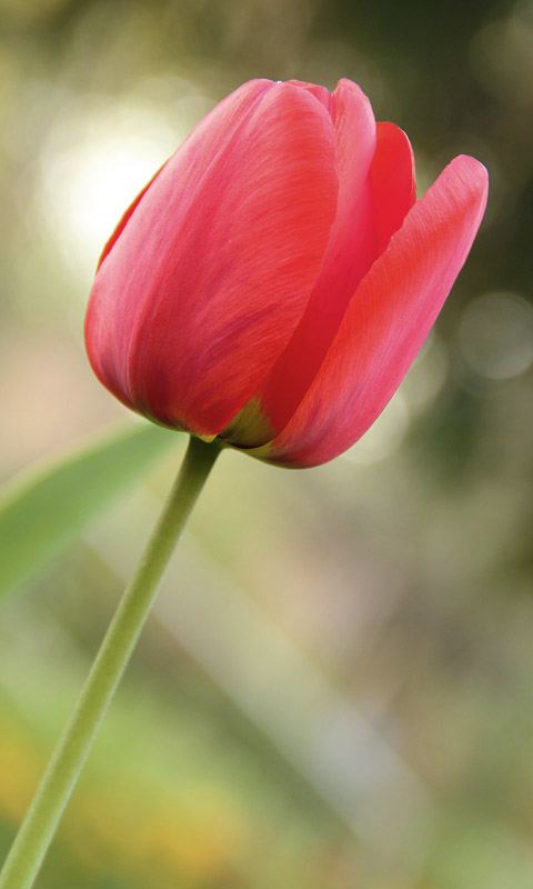 Handy Hintergrundbild: Tulpe