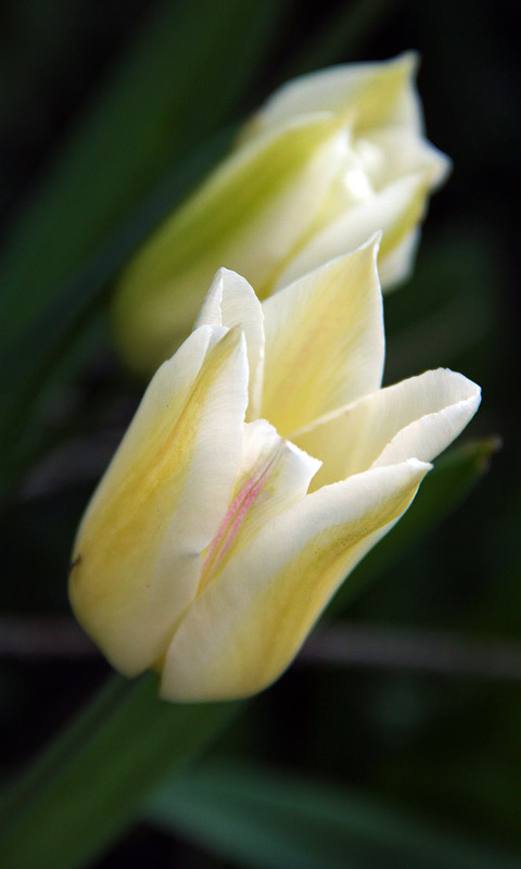Handy Hintergrundbild: Tulpe