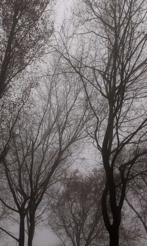 Nebel im Herbstwald.003