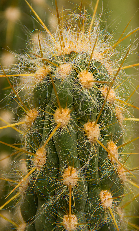 Kaktus.013