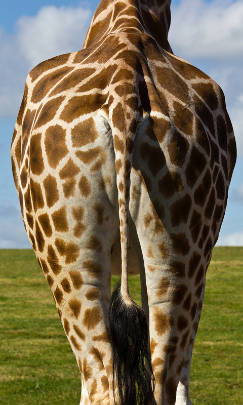 Handy Hintergrundbild: Giraffe