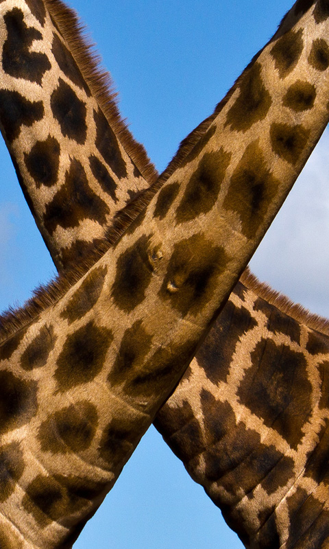 Handy Hintergrundbild: Giraffe