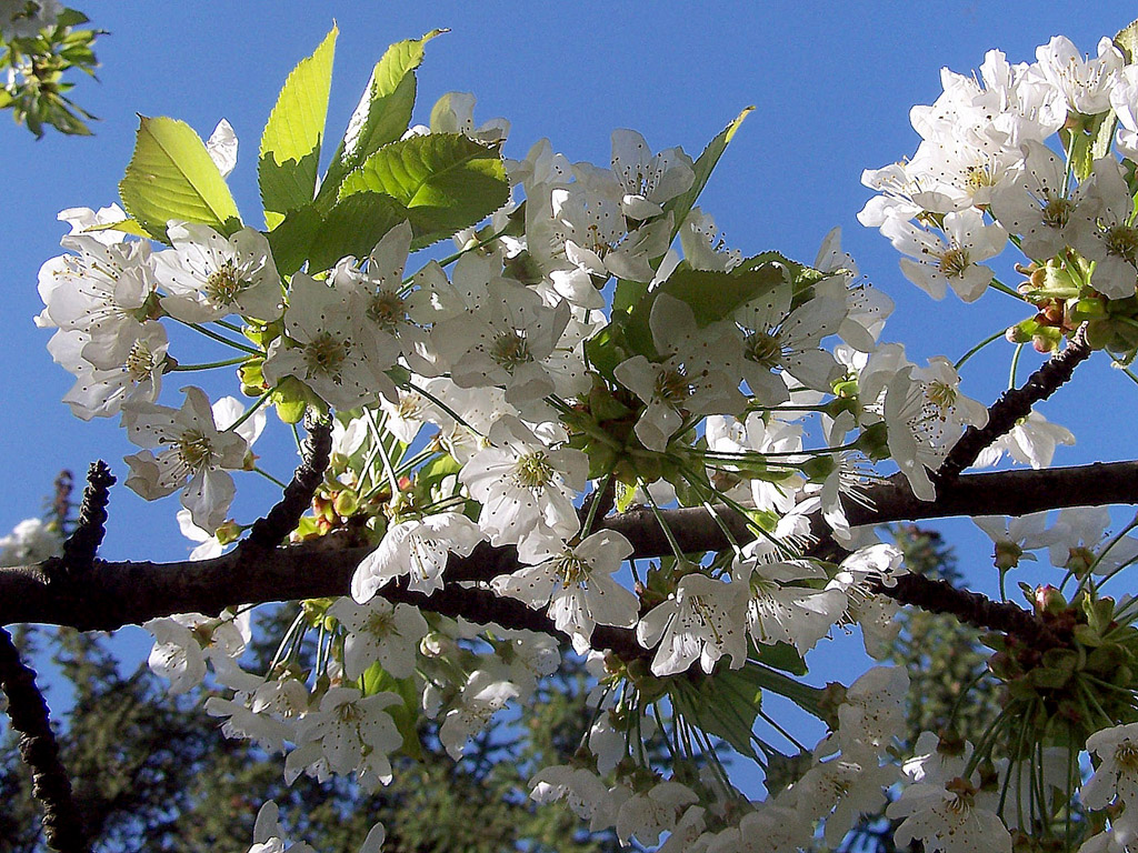 frühling  kirschblüte  kostenlose hintergrundbilder