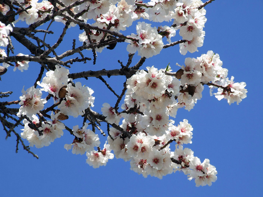 Kirschblüte, Frühling, blauer Himmel