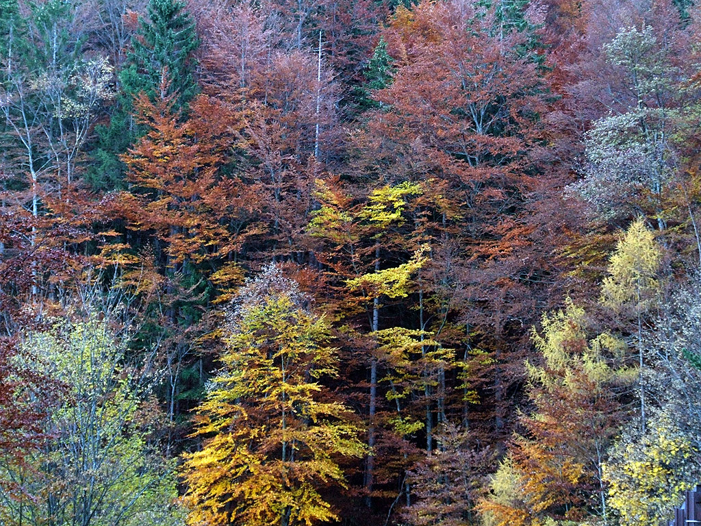 Herbst in den Alpen #001