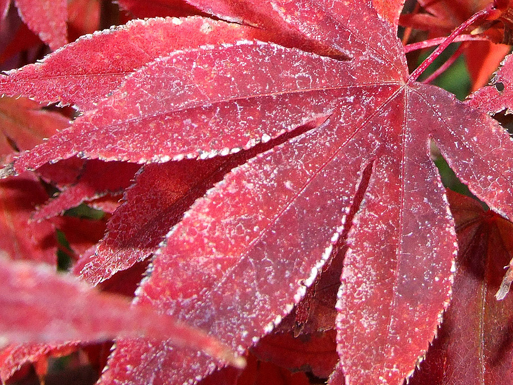 Herbst - rotes Blatt - Kostenloses Hintergrundbild