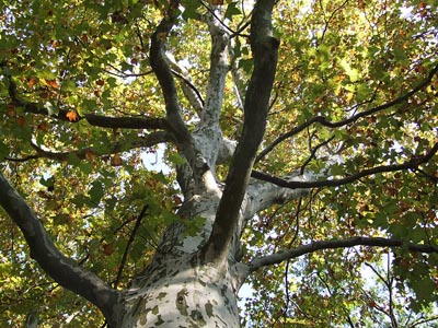 Herbst 016 - Baum von Unten