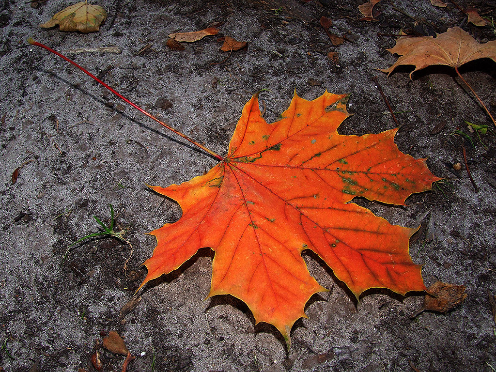 Herbst - Herbstblatt - Kostenloses Hintergrundbild