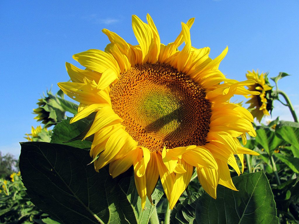 Sonnenblume, Sommer