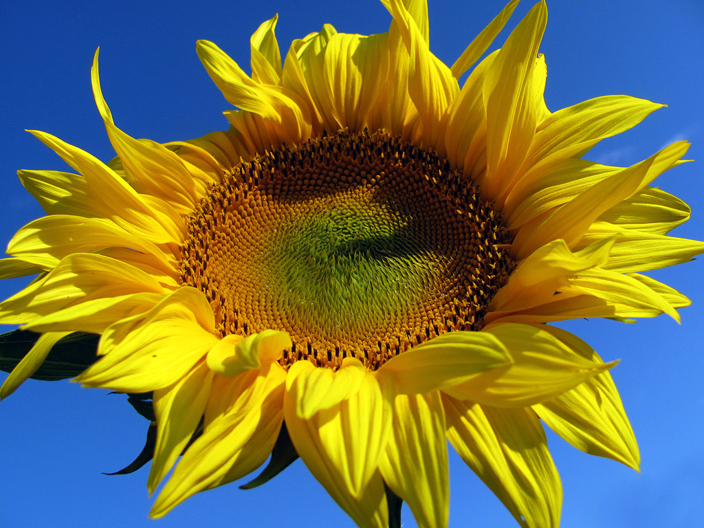 Sonnenblume, Sommer