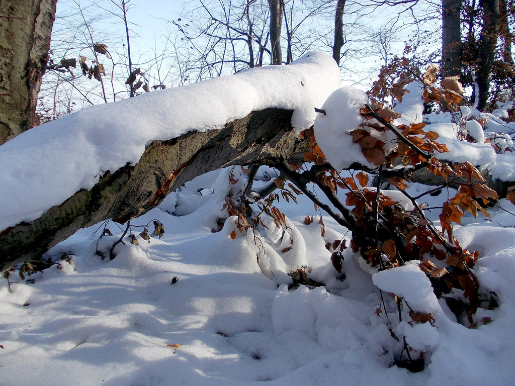 Winterwald, Winter, Schnee - kostenloses Hintergrundbild