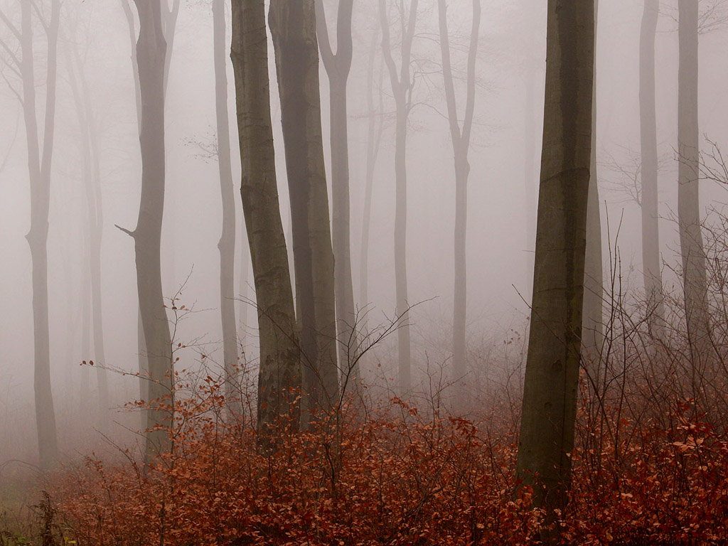 Nebel im Herbstwald - Kostenloses Hintergrundbild - November, Baum, grau