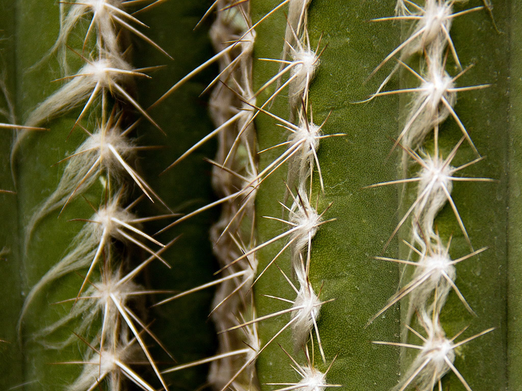 Kaktus 005