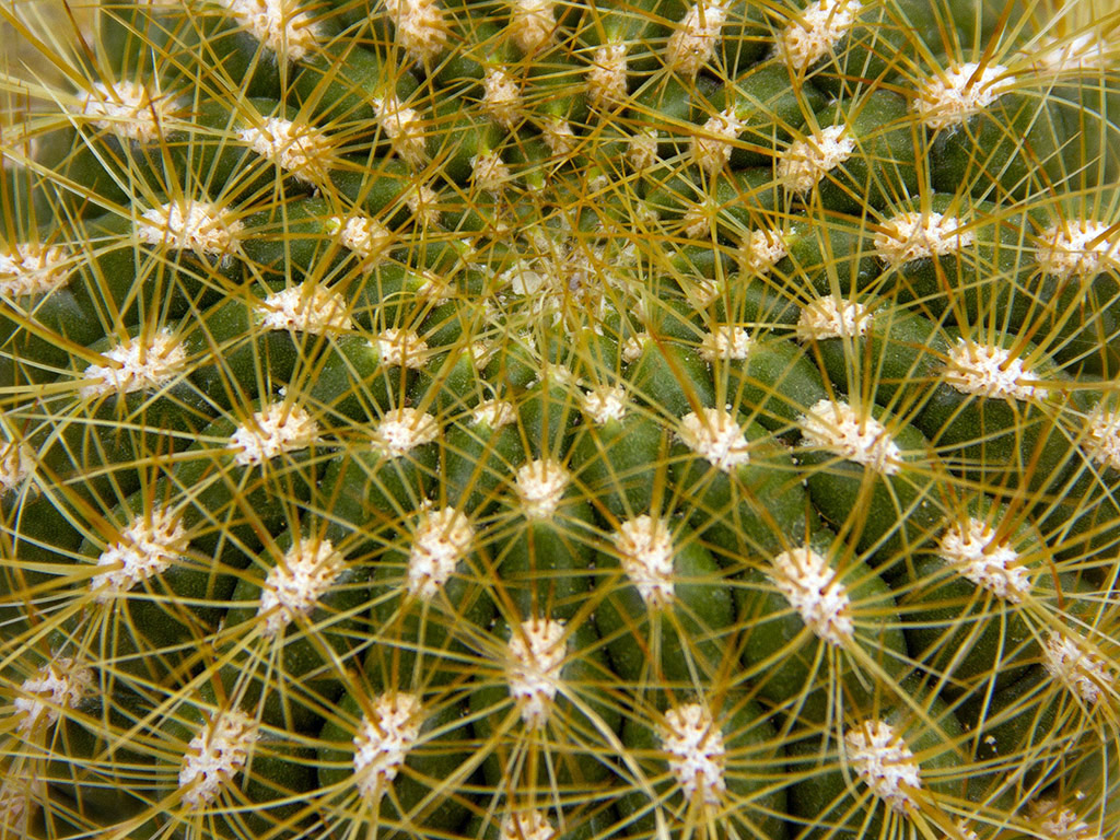 Kaktus 007