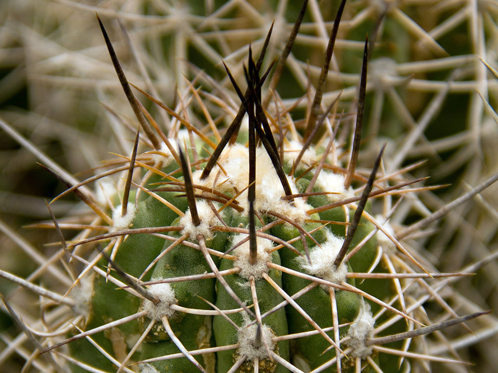 Kaktus 008