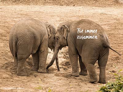 Elefant - Für immer zusammen