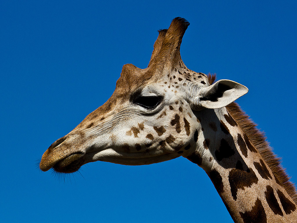 Giraffe 004