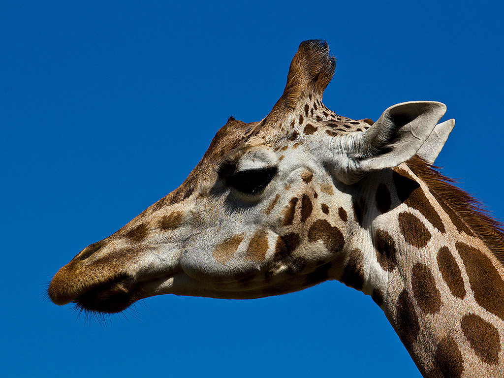 Giraffe 008