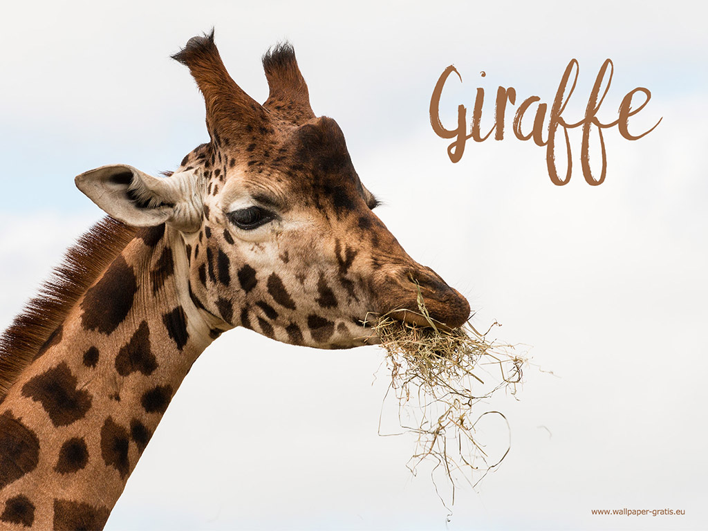 Giraffe 701