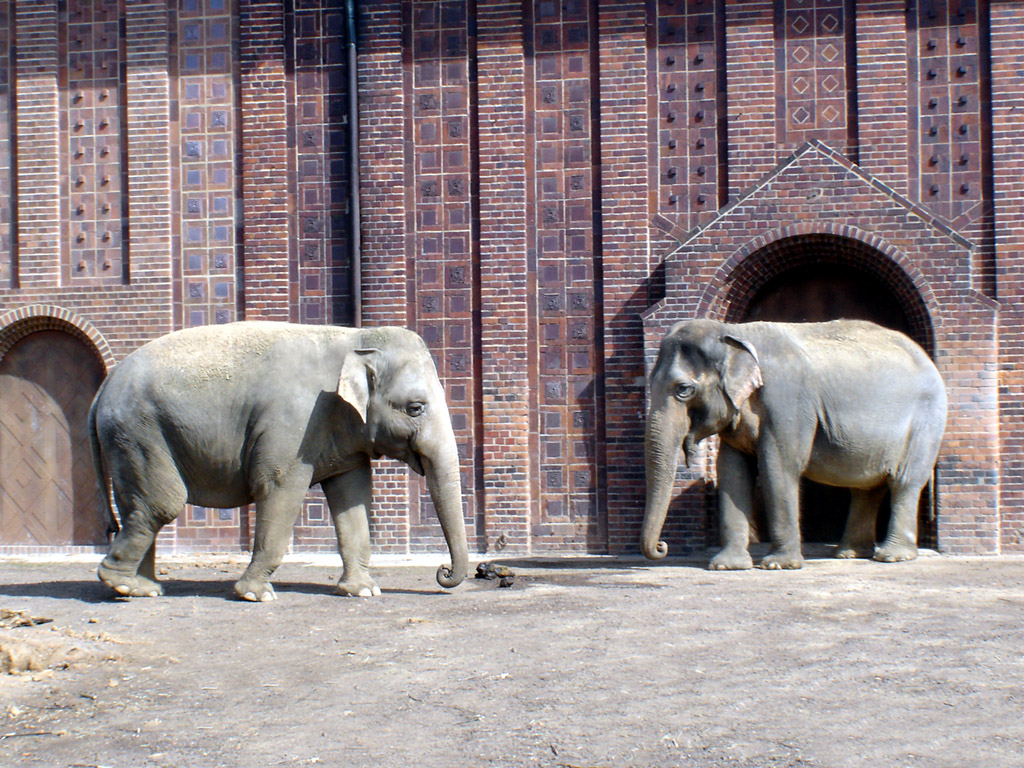 Elefant 001