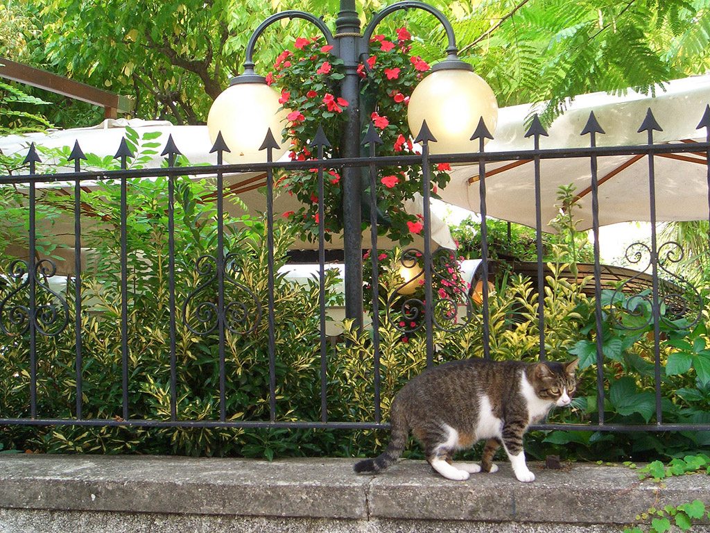 Katze vor einem Zaun
