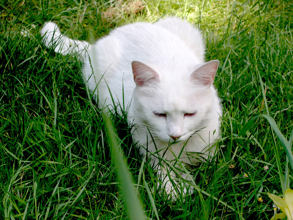 Weisse Katze im Gras