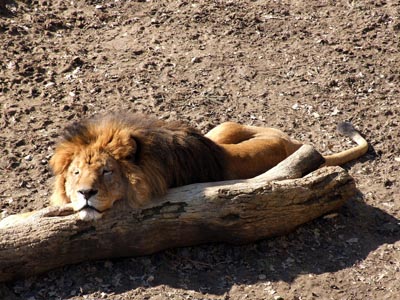 Löwe - der König der Tiere