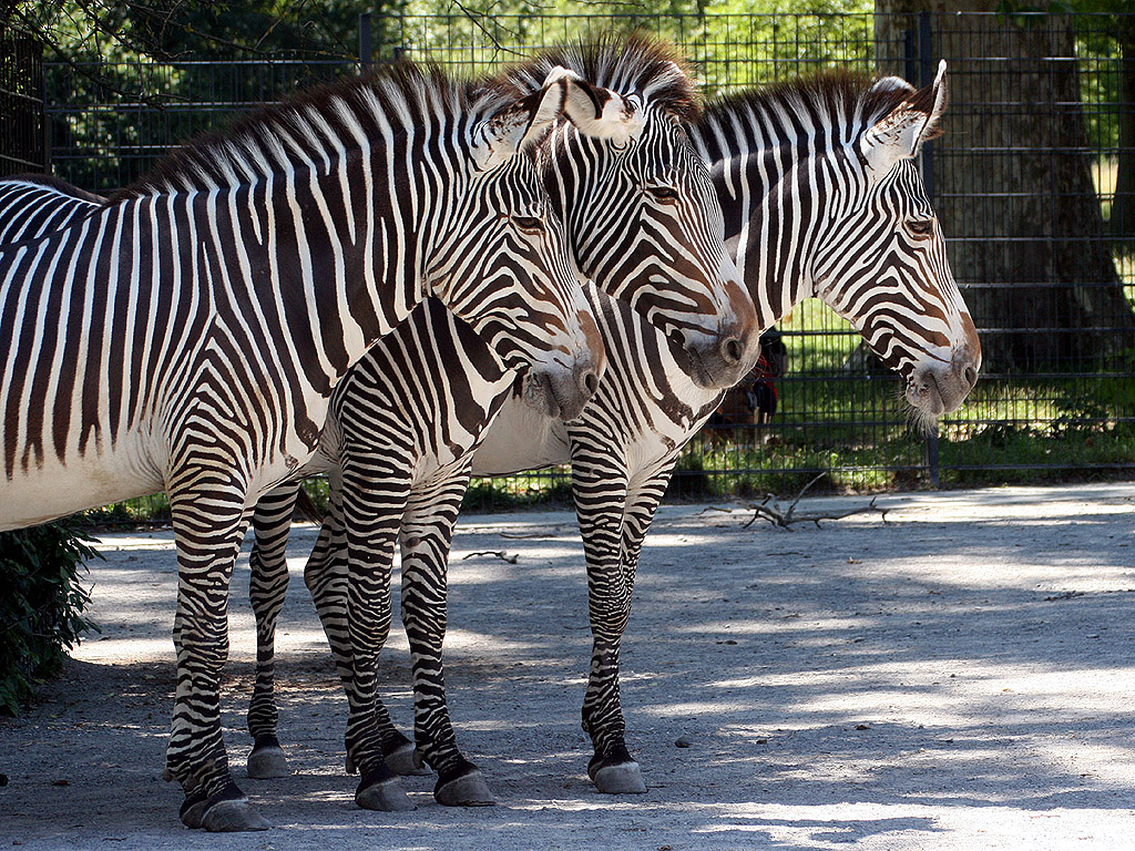 Drei Zebras