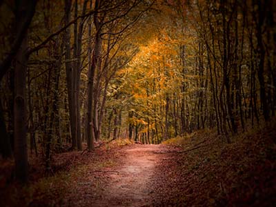 Mystischer Wald - mystic forest