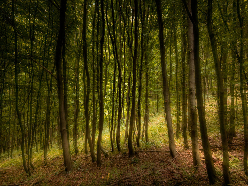 Mystischer Wald Hintergrundbild - mystic forest - fantasy