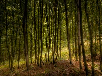 Mystischer Wald