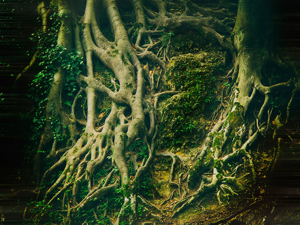 Mystischer Wald Hintergrundbild - mystic forest - fantasy