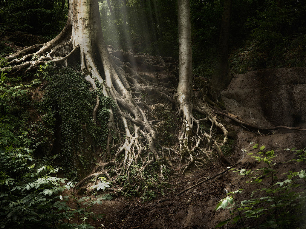 Mystischer Wald Hintergrundbild - mystic forest - fantasy