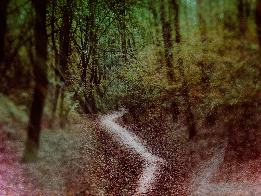 Mystischer Wald Hintergrundbild - mystic forest - fantasy