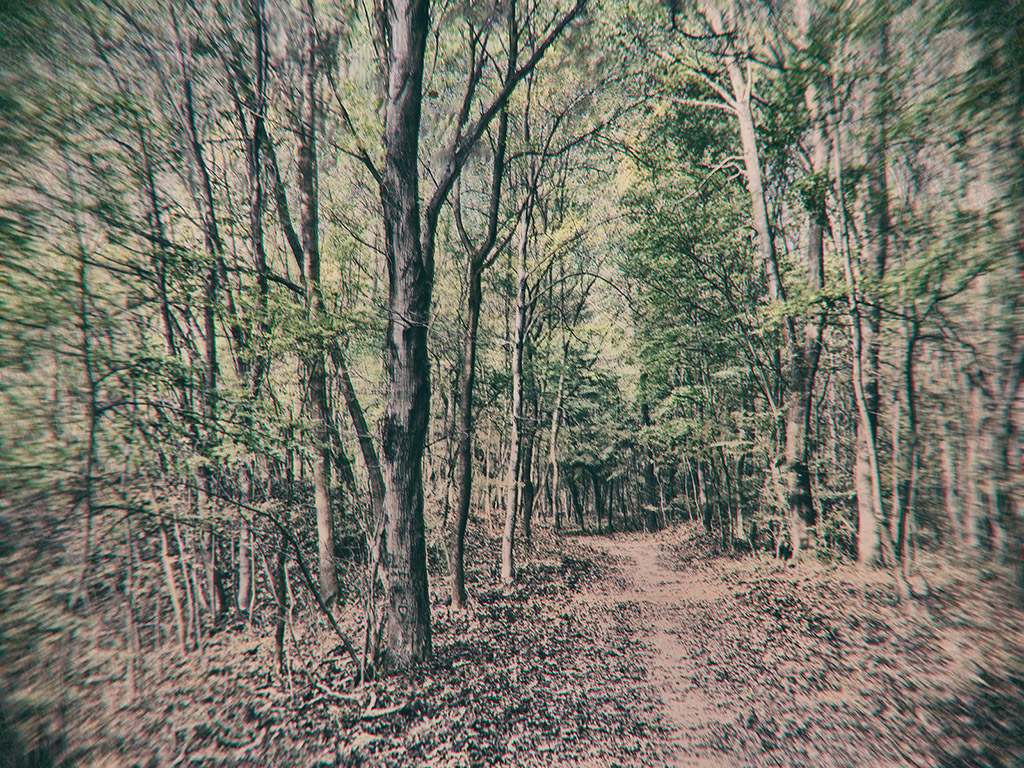 Mystischer Wald Hintergrundbild - mystic forest - fantasy