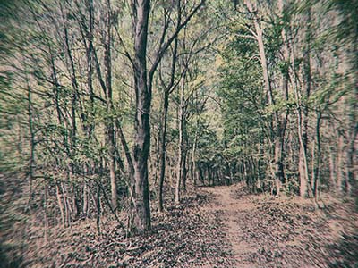 Mystischer Wald - mystic forest