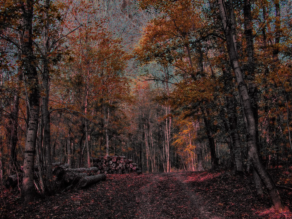 Mystischer Wald Hintergrundbild - mystic forest - fantasy