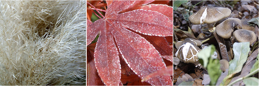 Der Herbst – trüb, aber doch wunderschön