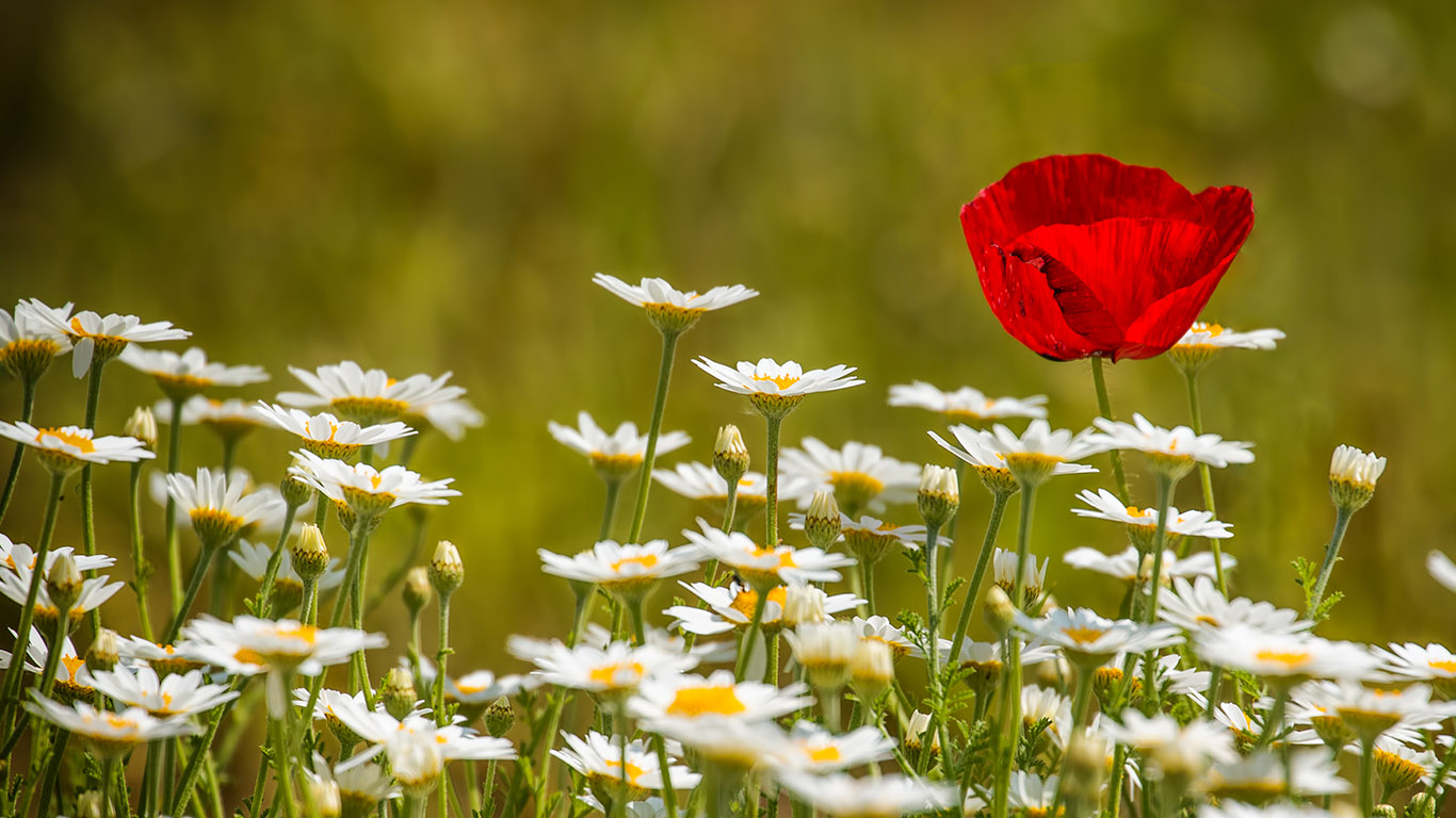 Klatschmohn